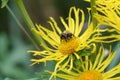 Yellow ox-eye Telekia speciosa, flower with bumblebee